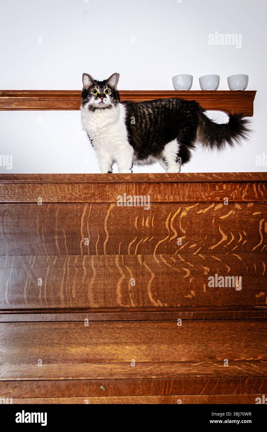Vorderansicht einer Hauskatze, die auf einem aufrechten antiken Klavier gegen eine weiße Wand mit 3 passenden Bechern auf einem Kieferregal gefangen ist Stockfoto