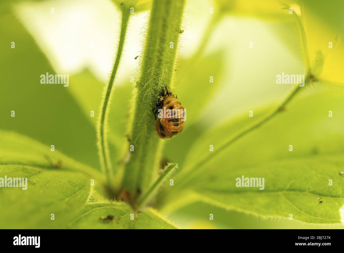 Marienkäfer Puppe auf grünem Stiel, Neunkirchen, Niederösterreich, Österreich, Europa Stockfoto