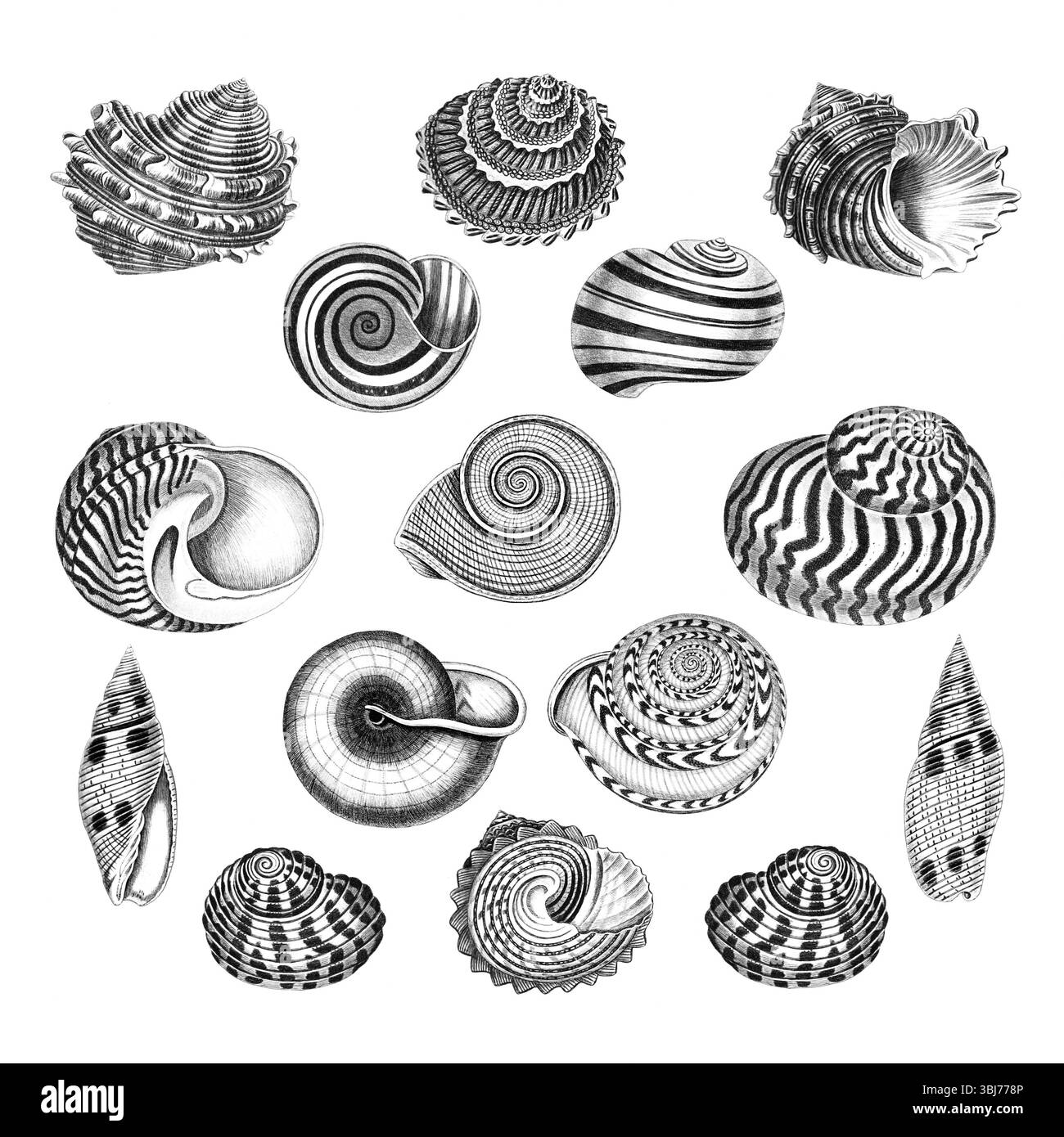 Sea Shell Kollektion. Handgezeichnete Schwarzweiß-Abbildungen von Muscheln. Isoliert auf weißem Hintergrund. Ideal für Design und kreative Nutzung. Stockfoto