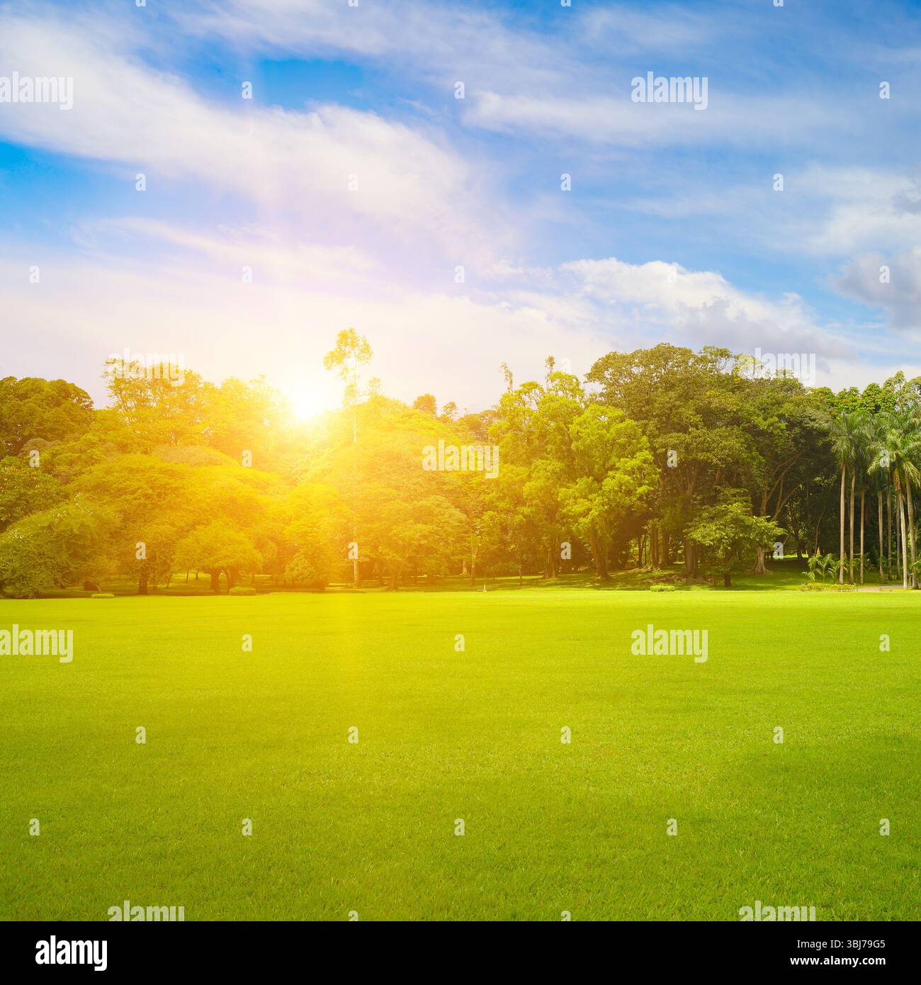 Schöner großer Park mit grünem Rasen bei Sonnenaufgang. Stockfoto