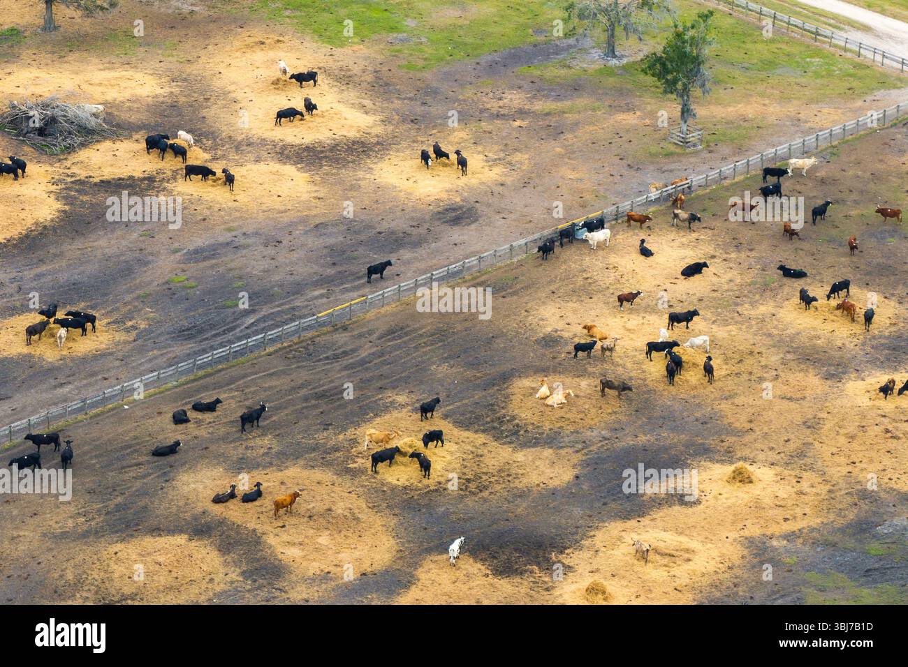 Großer Lagerplatz mit Fleischkühen. Fütterung von Rindern auf Futterplätzen im ländlichen Raum Stockfoto