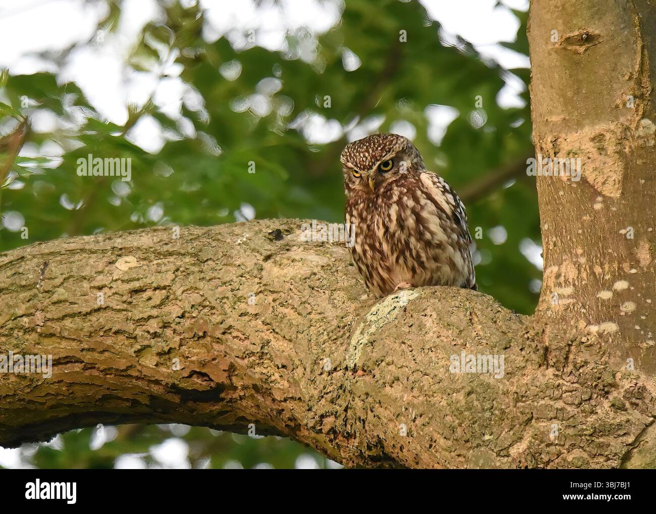 Little Owl (Athene noctua) auf Hollow Tree, Early Morning, The Regent's Park, London, England Stockfoto