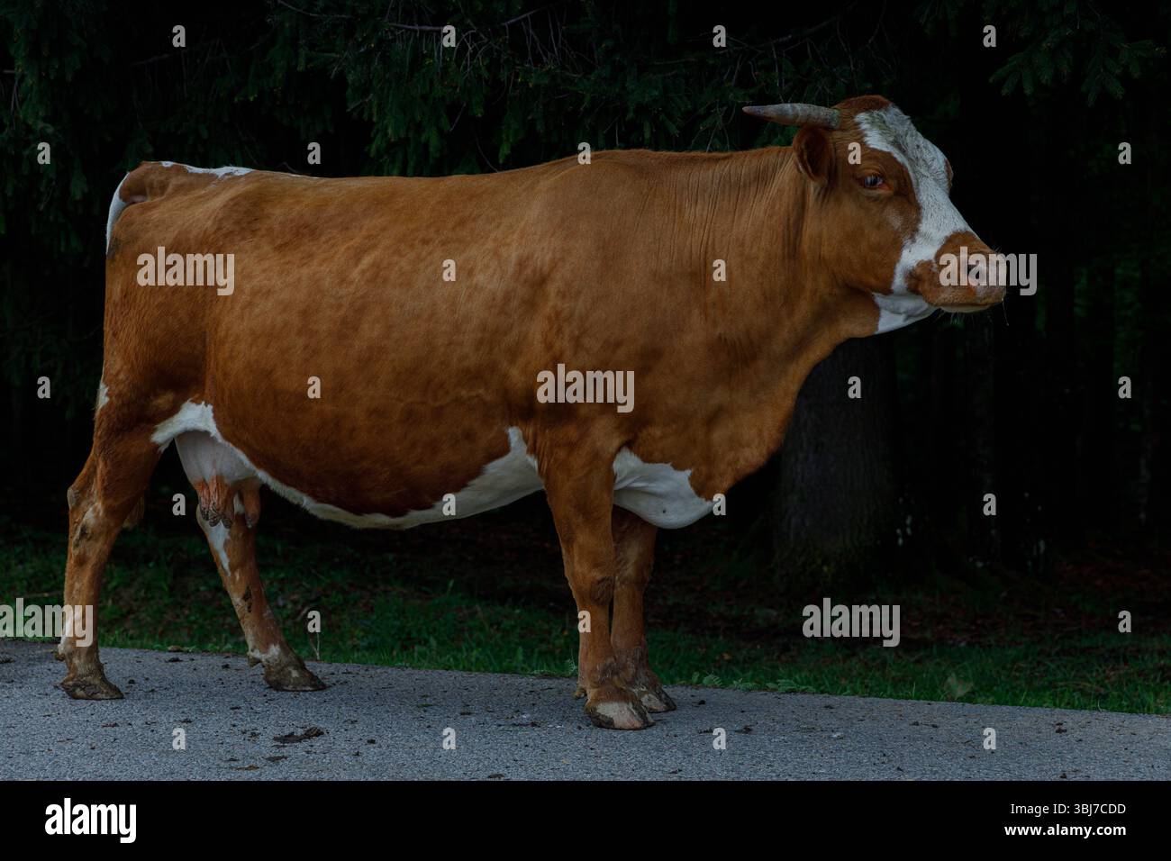Dieses Bild zeigt eine auffällige braune Kuh, die ihre einzigartige Färbung und Haltung vor einem Hintergrund von lebhaften grünen Bäumen und einem Friedhof deutlich zeigt Stockfoto