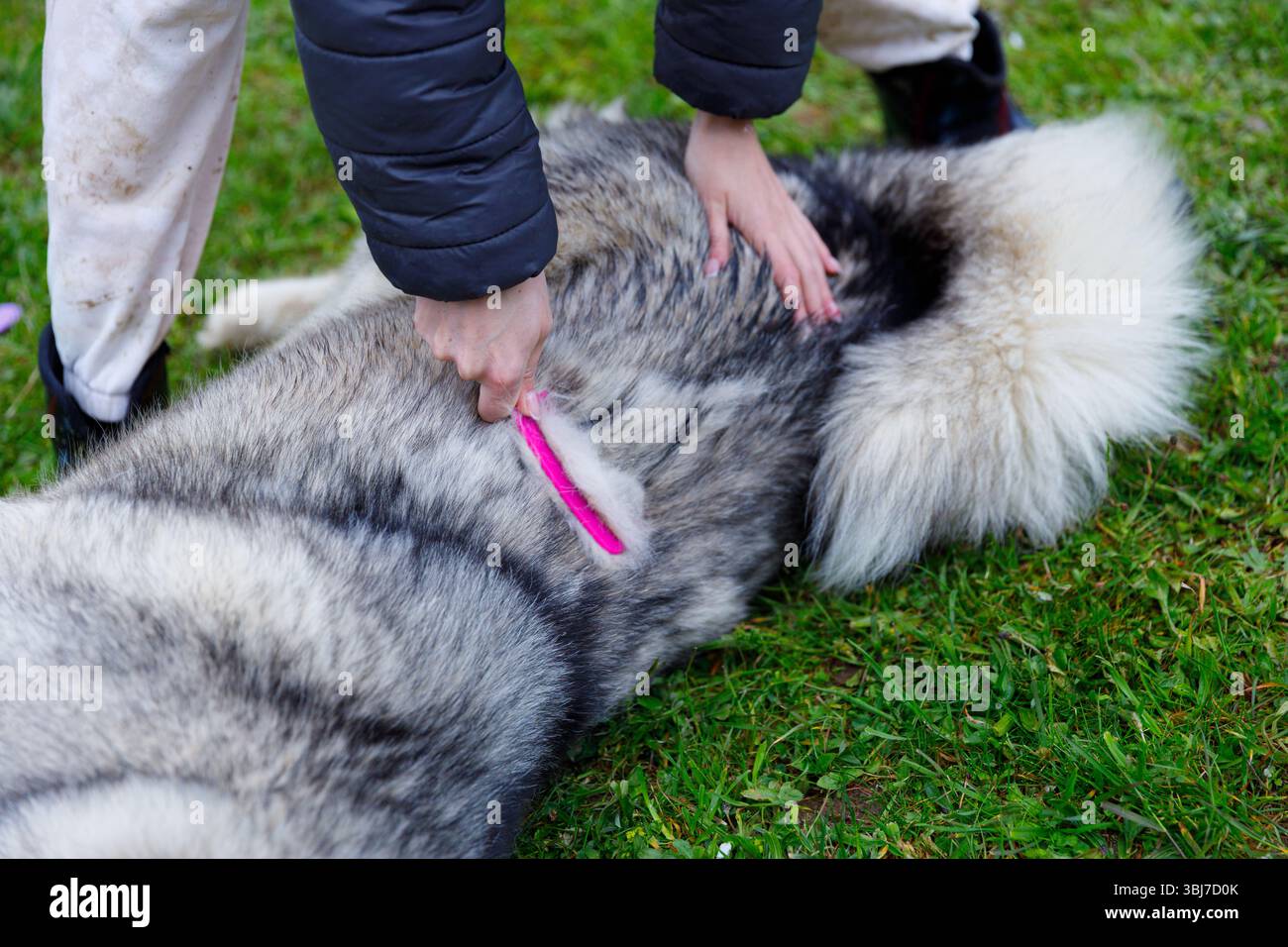 In diesem Bild pflegt eine Person einen großen Hund sorgfältig mit einer rosa Bürste, um sicherzustellen, dass das dicke Fell des Hundes sauber und gepflegt bleibt Stockfoto