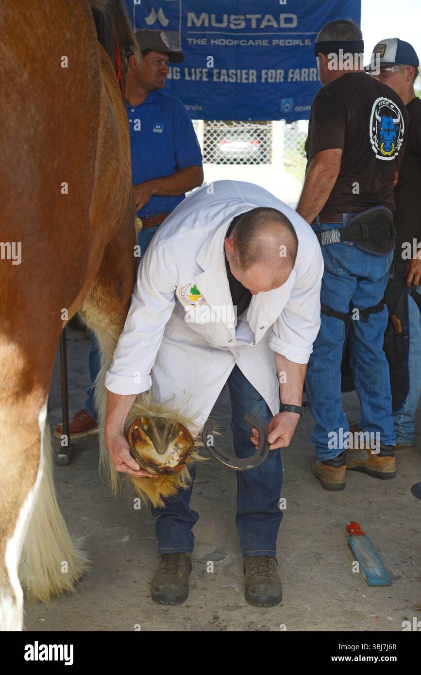 GATTON, AUSTRALIEN, 2. MAI 2025: Ein Richter prüft die Passform eines neuen Hufeisens auf einem schweren Pferd beim Gatton Heavy Horse World Cup 2025. Stockfoto
