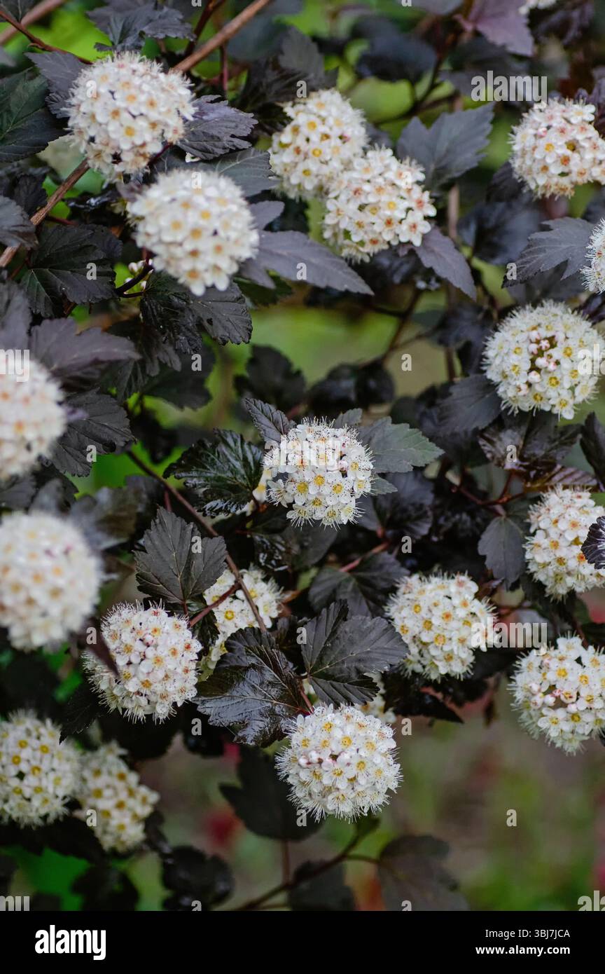 Nahaufnahme des blühenden ninebarkens (Physocarpus opulifolius) mit dunkelviolettem Laub und runden Häufchen kleiner weißer Blüten. Stockfoto
