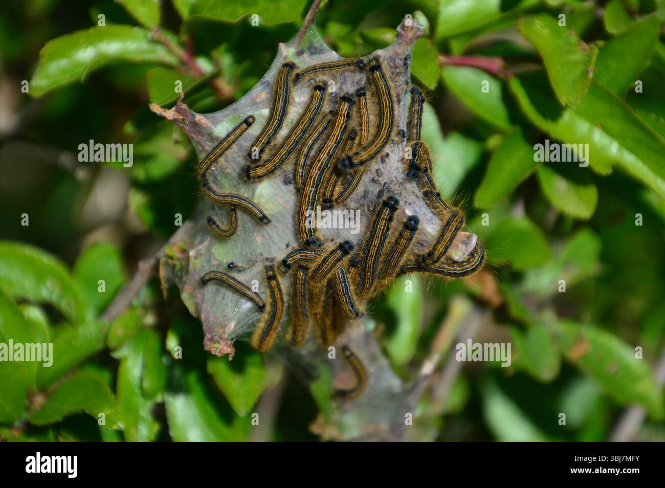 Raupen der Lakey Moth (Malacosoma neustria) gruppierten sich auf einem Seidennetz auf Laub entlang des Küstenweges in der Nähe des Brandy Head Observation Post. Stockfoto