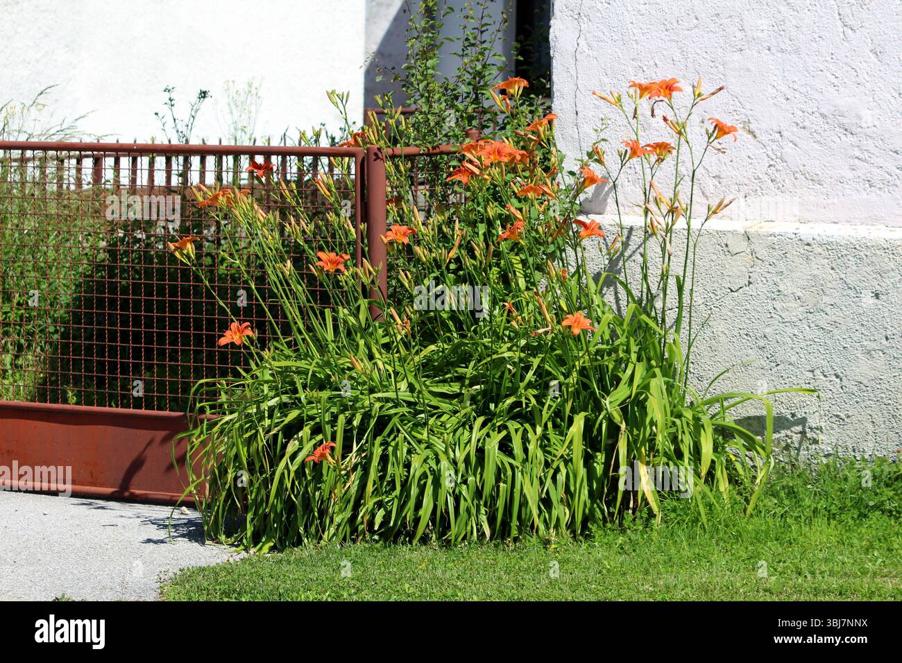 Hemerocallis fulva, orange Taglilie oder Grabenlilie, bildet einen dichten Klumpen aus bogenförmigen grünen Blättern und hohen Stängeln mit trompetenförmigen orangen Blüten, blühen Stockfoto