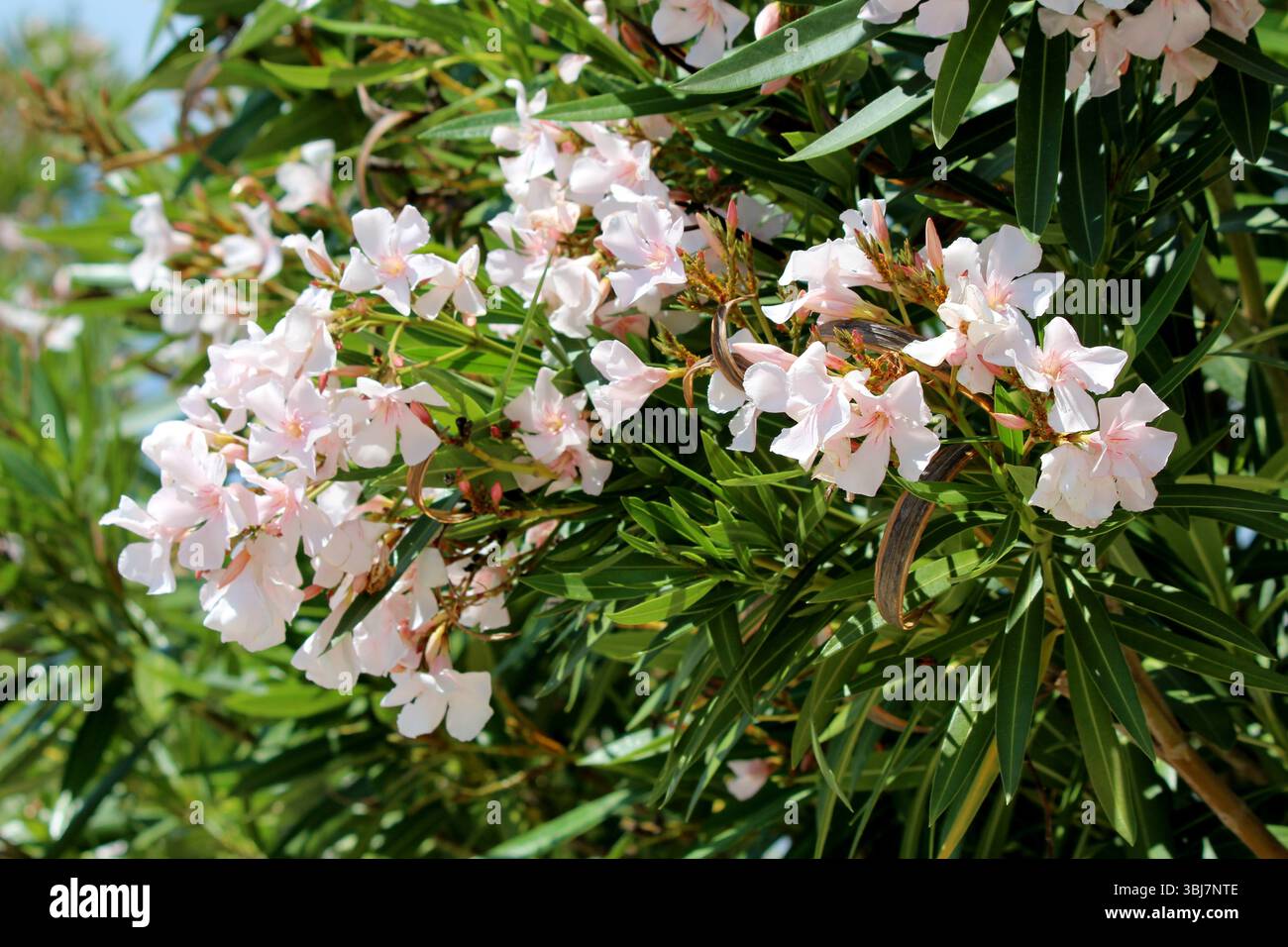 Nerium Oleander, Oleander oder Rosebay, zeigt Gruppen von blassrosa fünfblättrigen Blüten und langen ledrigen grünen Blättern, die einen sonnendurchfluteten Sträucher füllen Stockfoto