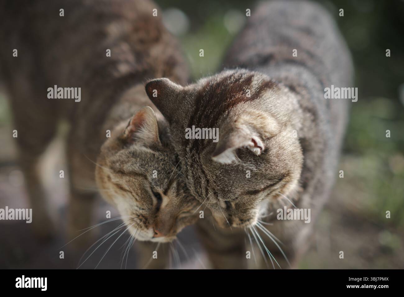 Zwei Koloniakatzen mit Ergüssen in einer ländlichen Szene Stockfoto