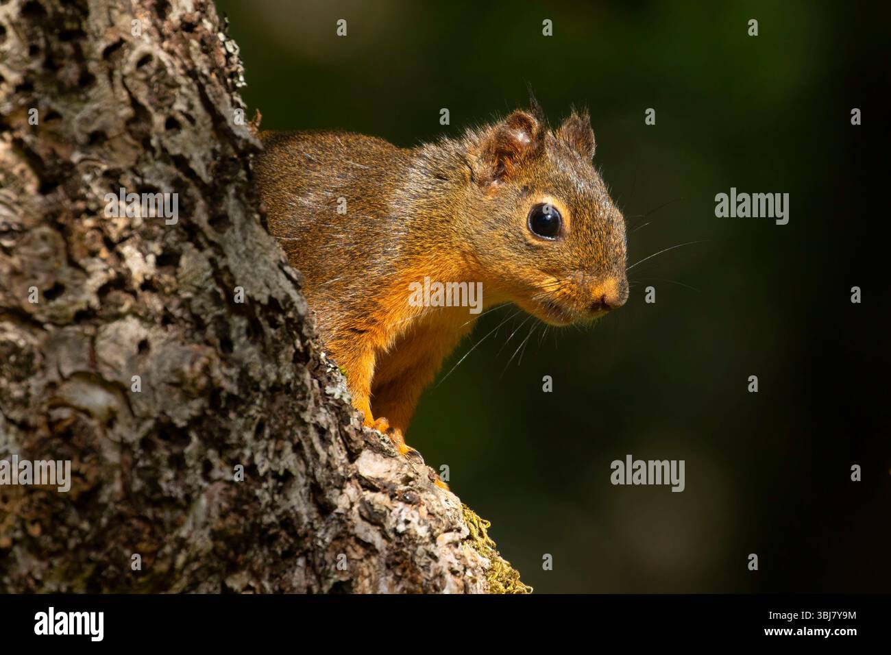 Douglas' Eichhörnchen (Tamiasciurus douglasii), Brian Booth State Park, Oregon Stockfoto