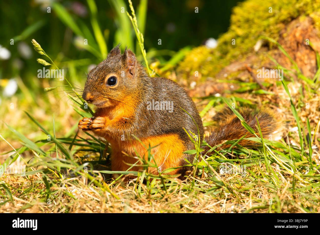 Douglas' Eichhörnchen (Tamiasciurus douglasii), Brian Booth State Park, Oregon Stockfoto