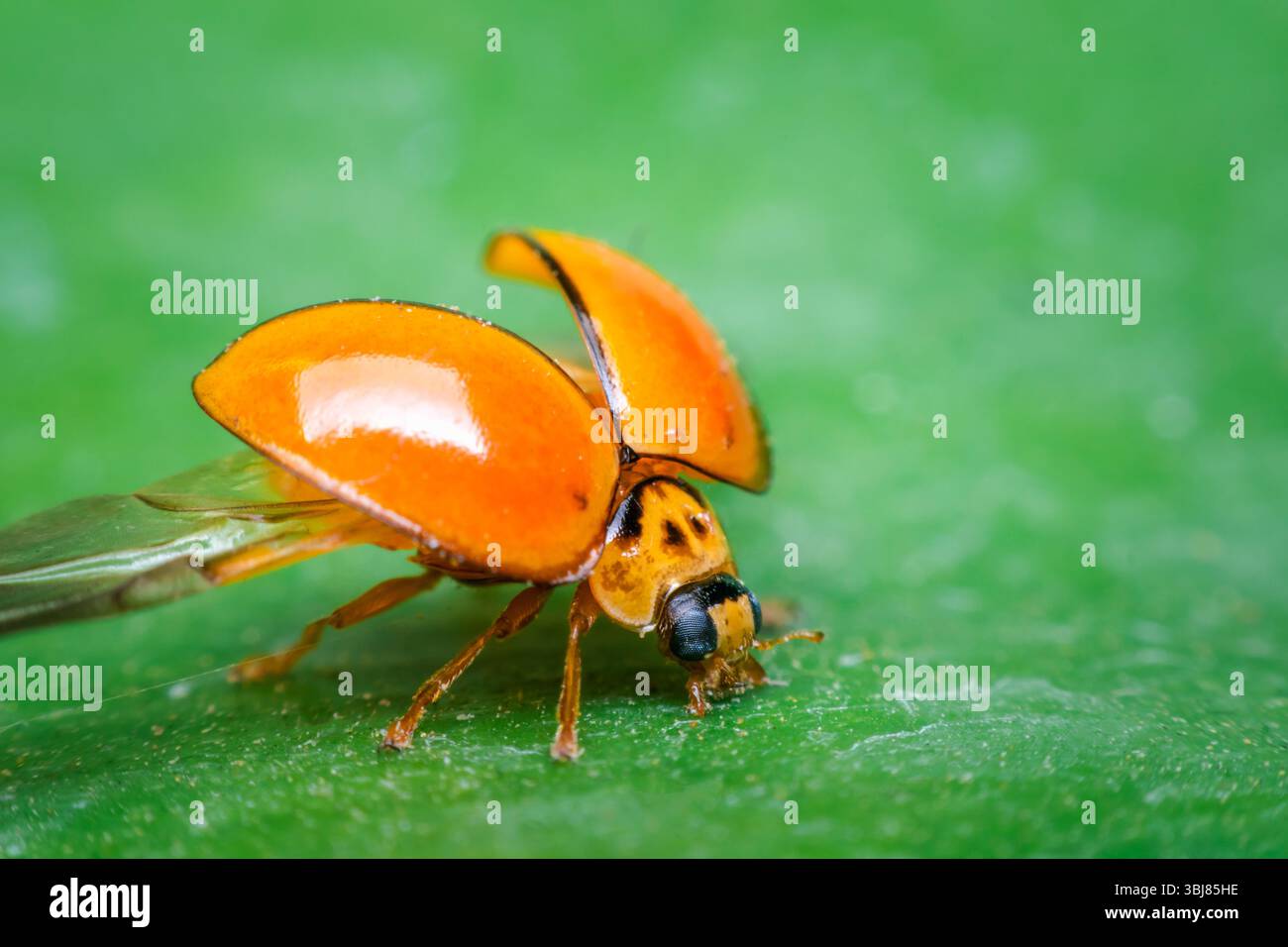Makro von Käfer-Insekten (Marienkäfer) orange und Punkt schwarz Farbe nah auf dem grünen Blatt oder lassen Sie in der Natur Stockfoto