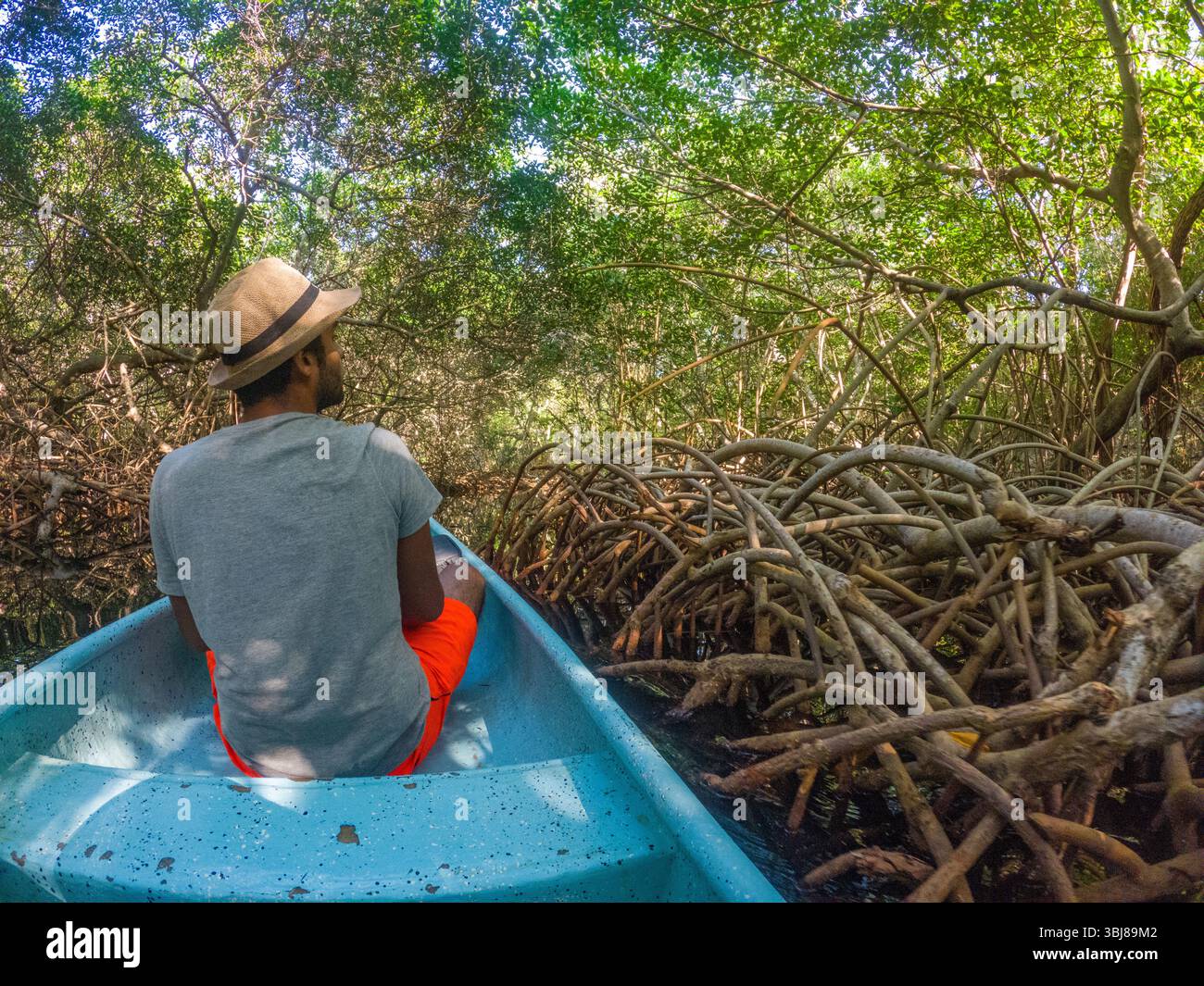 Eine ruhige Bootsfahrt durch die üppigen Mangroven der Rosario-Inseln und die Schönheit der Natur in Cartagena, Kolumbien. Stockfoto
