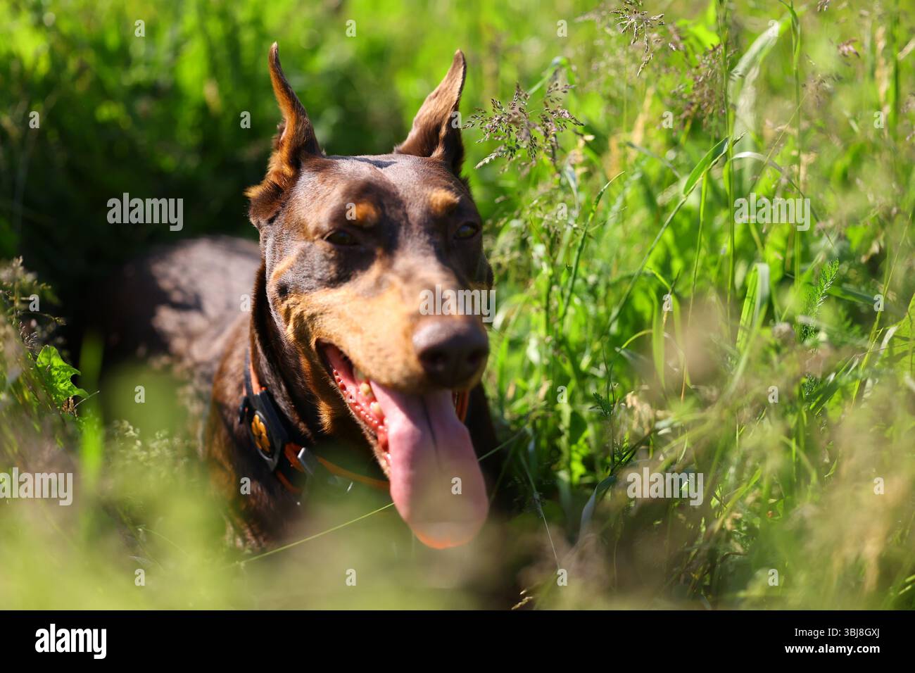 Vorderporträt eines Dobermanns mit ausgezogener Zunge, der geradeaus auf einer Wiese mit unscharfem grünem Hintergrund blickt Stockfoto