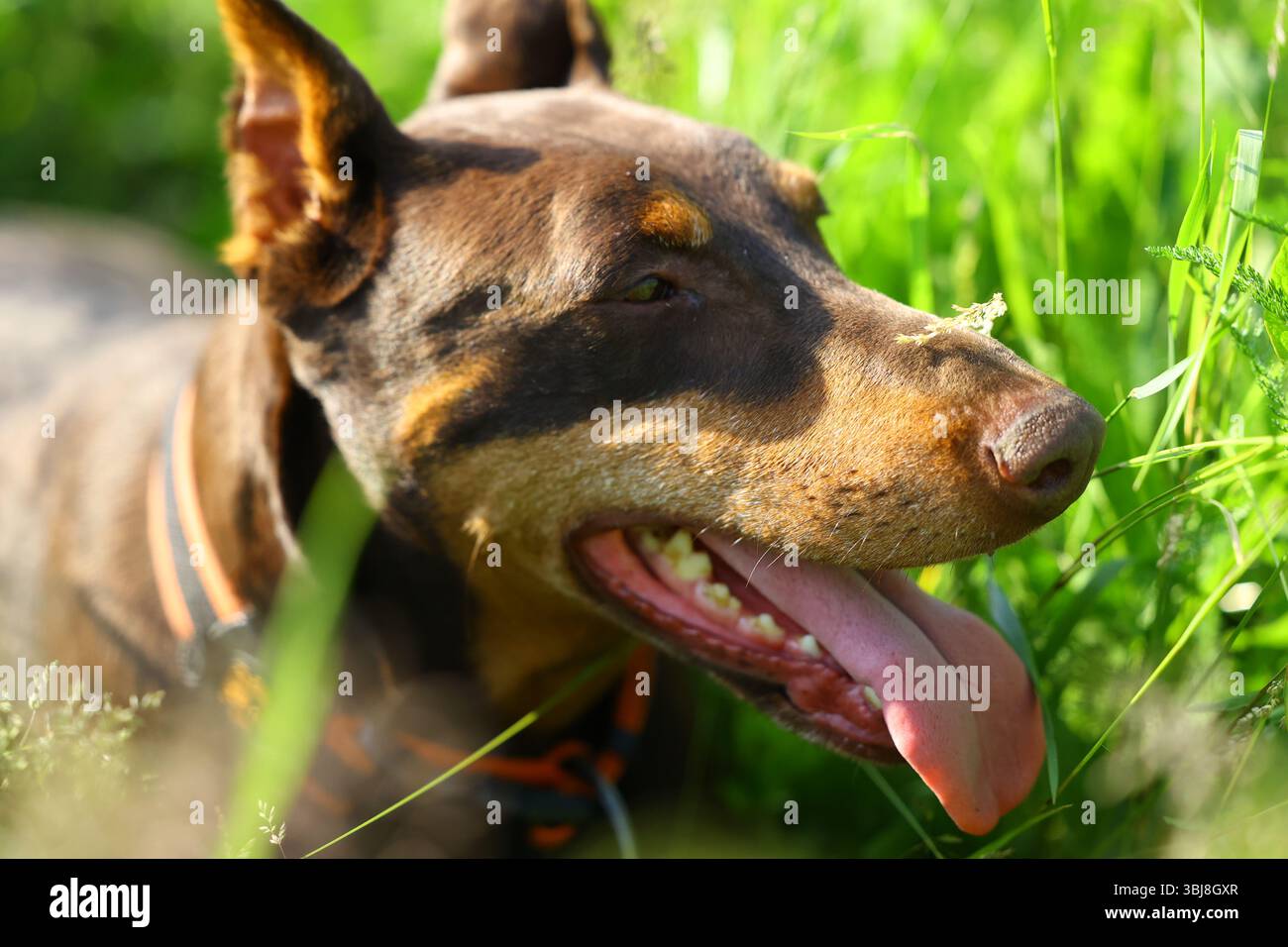 Nahaufnahme Porträt eines Dobermanns mit ausgezogener Zunge, der auf einer Wiese sitzt und weiches, verschwommenes Gras im Hintergrund hat Stockfoto