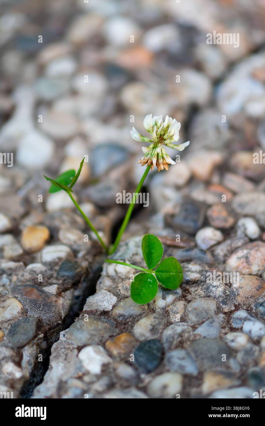 Das Leben findet einen Weg: Eine Pflanze sprießt durch die dichte felsige Oberfläche, eine Erinnerung an die Kraft der Natur und die Bedeutung des Umweltschutzes Stockfoto