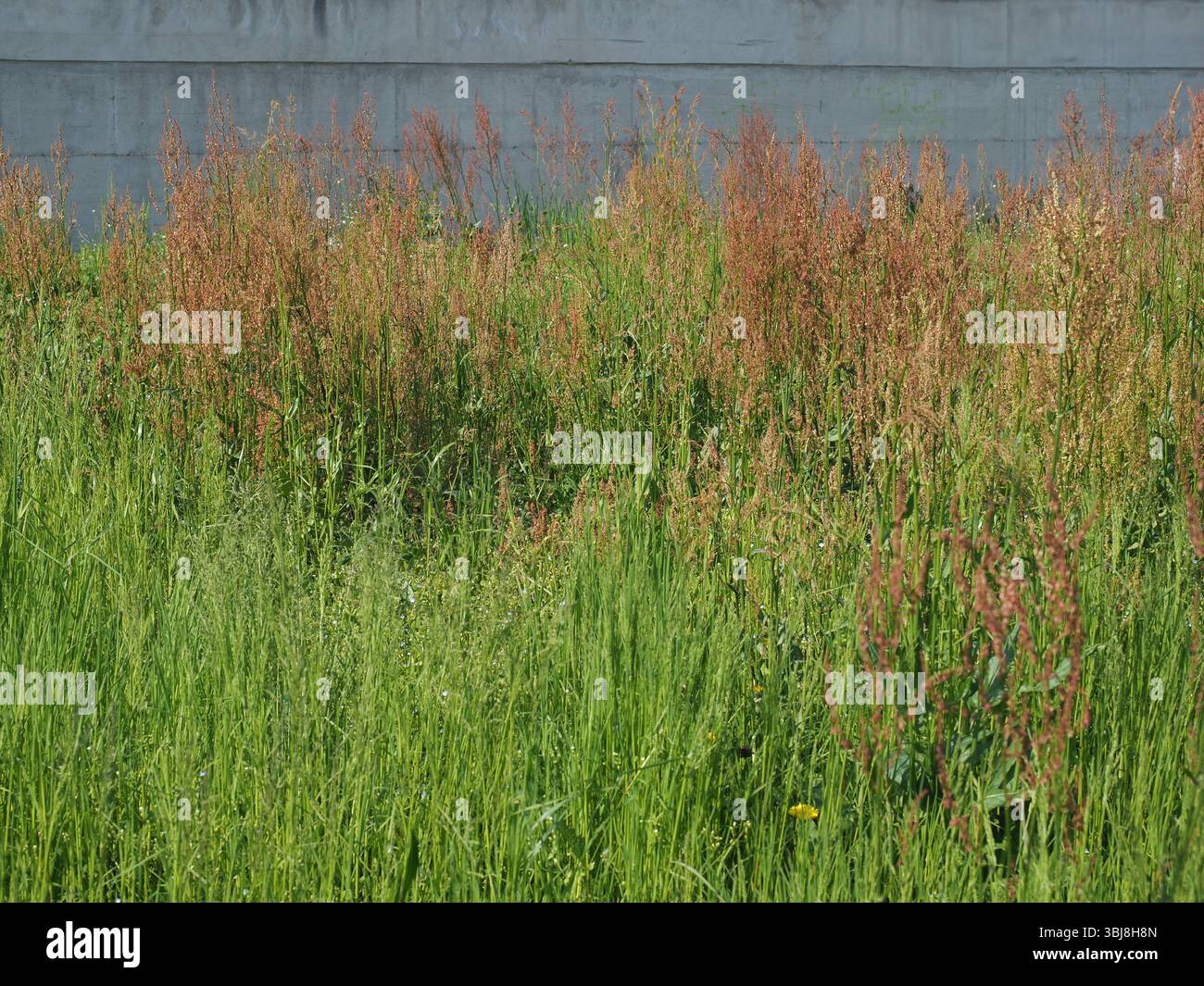 Gemeinsame Sauerampfer-Wiese wissenschaftlicher Name Rumex acetosa Stockfoto