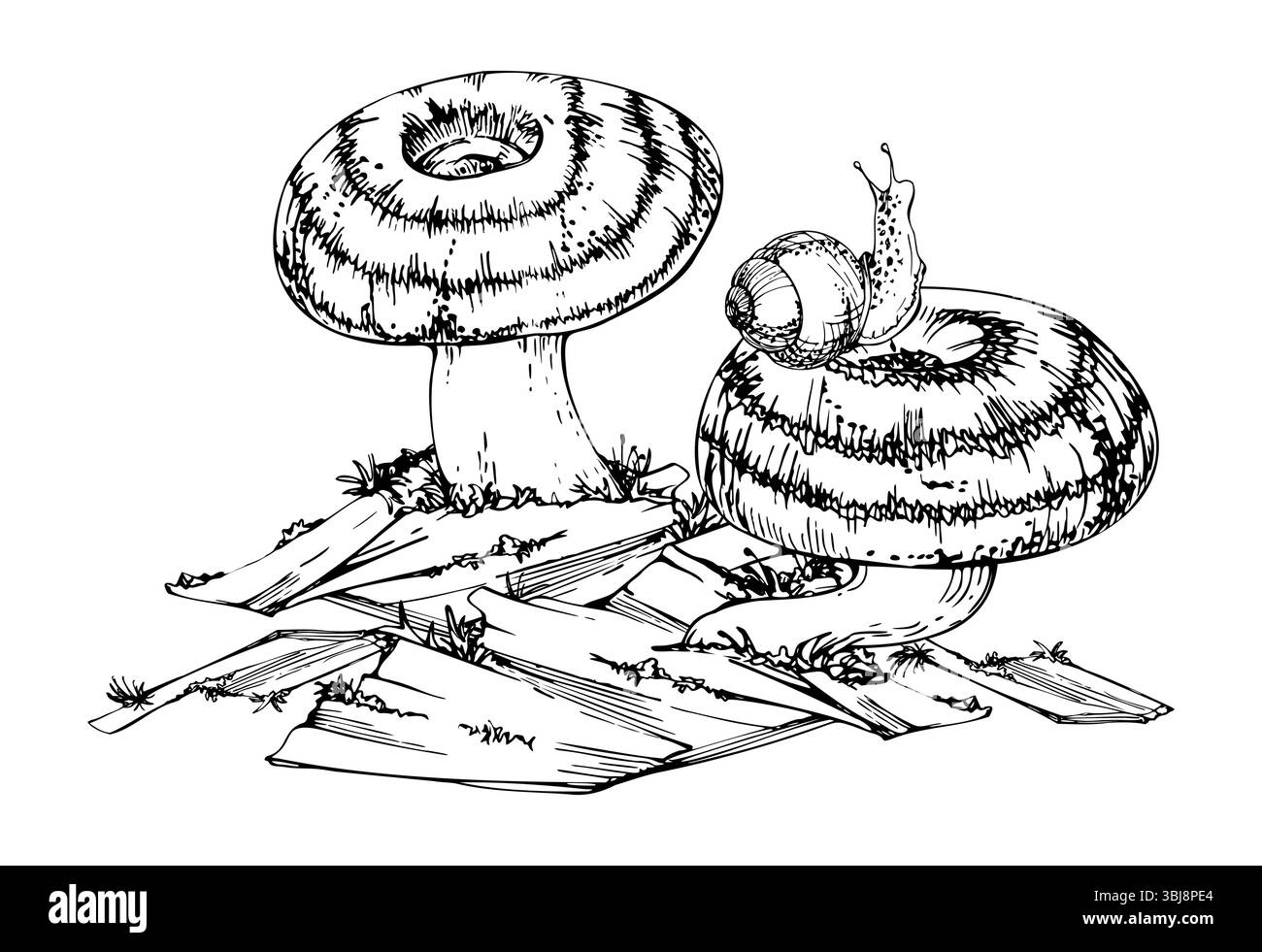 Lactarius Milchmütze Russula gestreifter Pilz auf Rinde, Moosflechten, Schnecke auf Kappe. Naturdarstellung handgezeichnet in Vektortinte. Herbst Stock Vektor