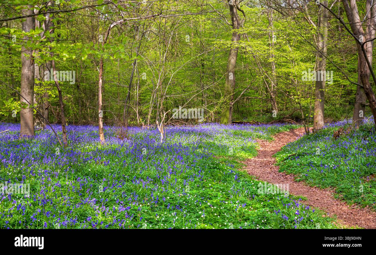 Ein Teppich aus Bluebells in alten Wäldern in der Nähe von Polegate, East Sussex, England. Ein ikonisches Bild des Frühlings in England. Stockfoto