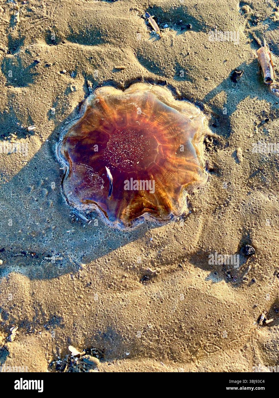 Große Quallen am Sandstrand von Crosby Beach, Merseyside, Großbritannien, mit umliegendem Sand bei sonnigen Bedingungen - Smartphone-aufgenommenes Stockfoto