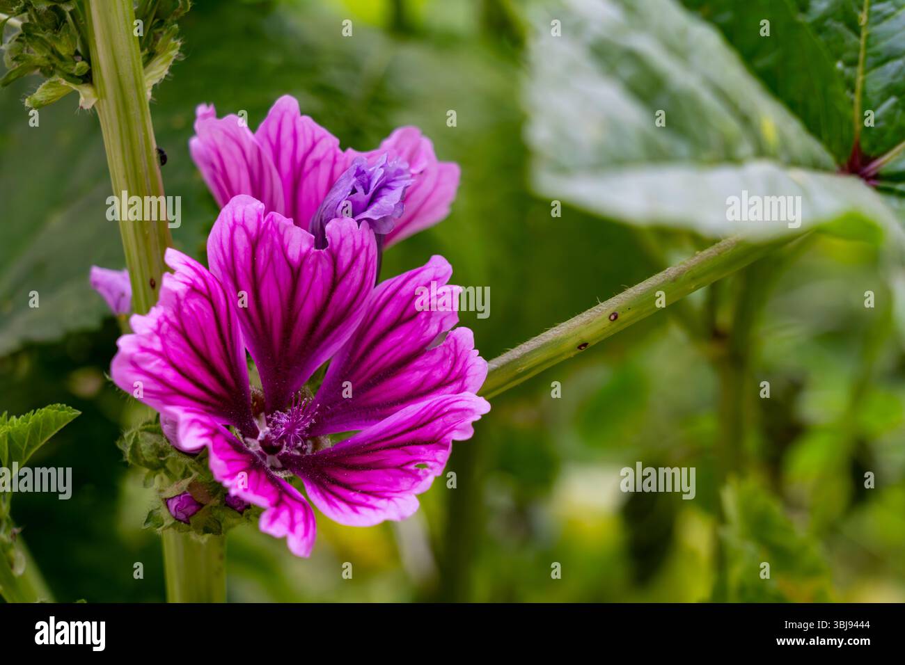 In einem üppigen Garten blühen leuchtende lila Blumen mit komplexen Blütenblättern und leuchtenden Farben. Die Pflanzen sind umgeben von grünem Laub, Crea Stockfoto