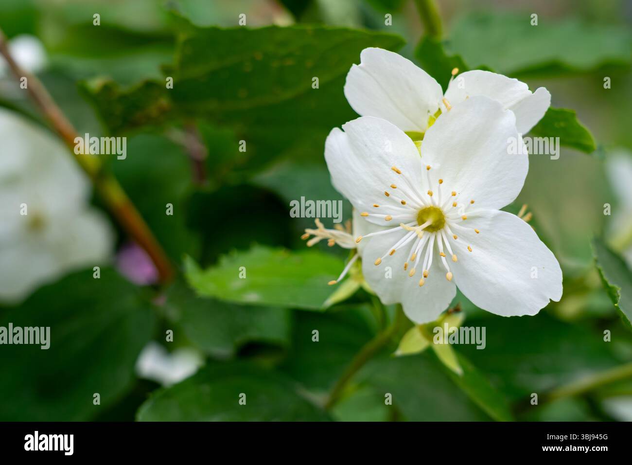 Wunderschöne weiße Blüten mit komplexen Strukturen blühen inmitten von leuchtend grünen Blättern und schaffen im Frühling eine einladende Atmosphäre im Garten. Natu Stockfoto