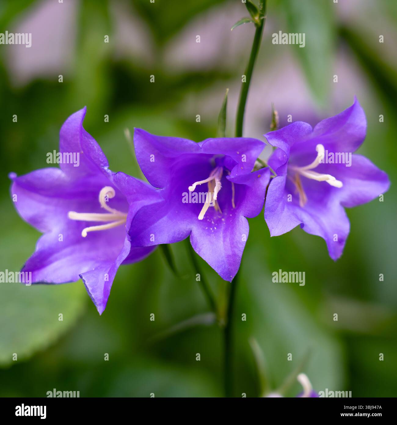 Drei violette Glockenblumen erstrahlen aus üppig grünem Laub und zeigen ihre hellen Farben und komplizierten Strukturen in einem ruhigen Garten während des Frühlings Stockfoto