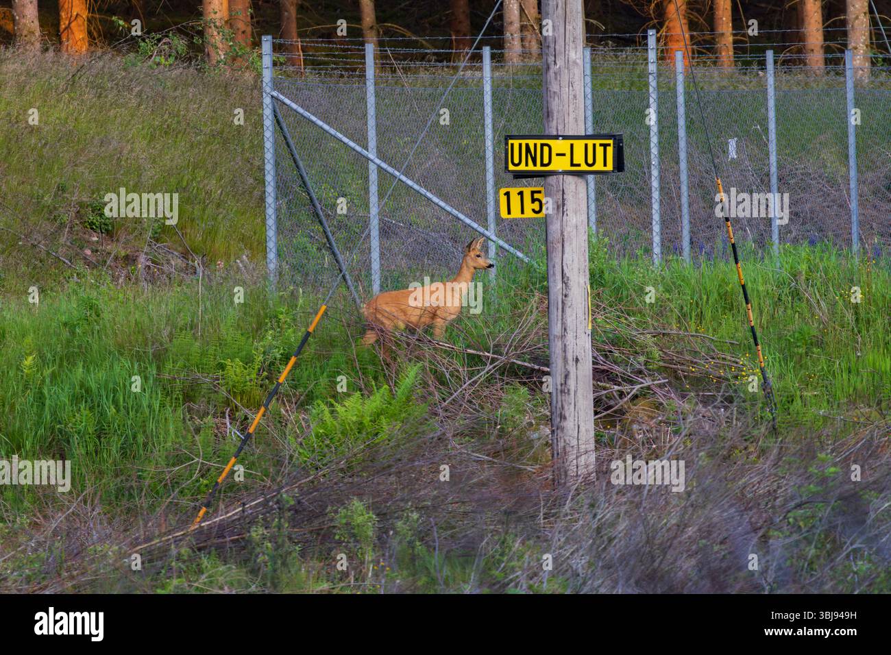 Zwischen zwei Welten – Ein Hirsch am Rande der Zivilisation Stockfoto