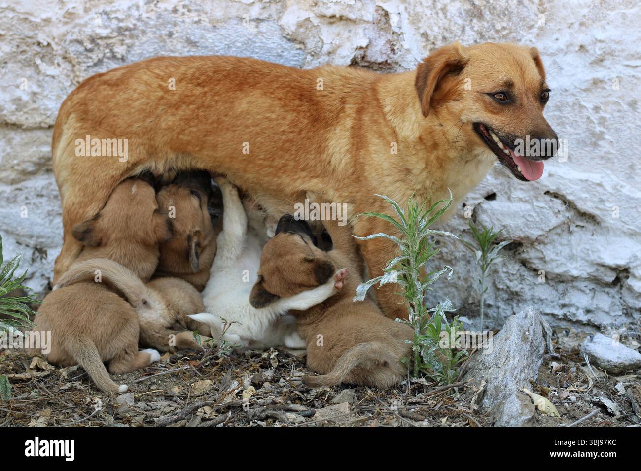 Streunende Mutter, die vier Welpen im Freien pflegt. Ein weißer Welpe hebt seine Pfote während der Fütterung. Ländliche Szene mit Erdboden und einer Steinmauer im Hintergrund. Stockfoto