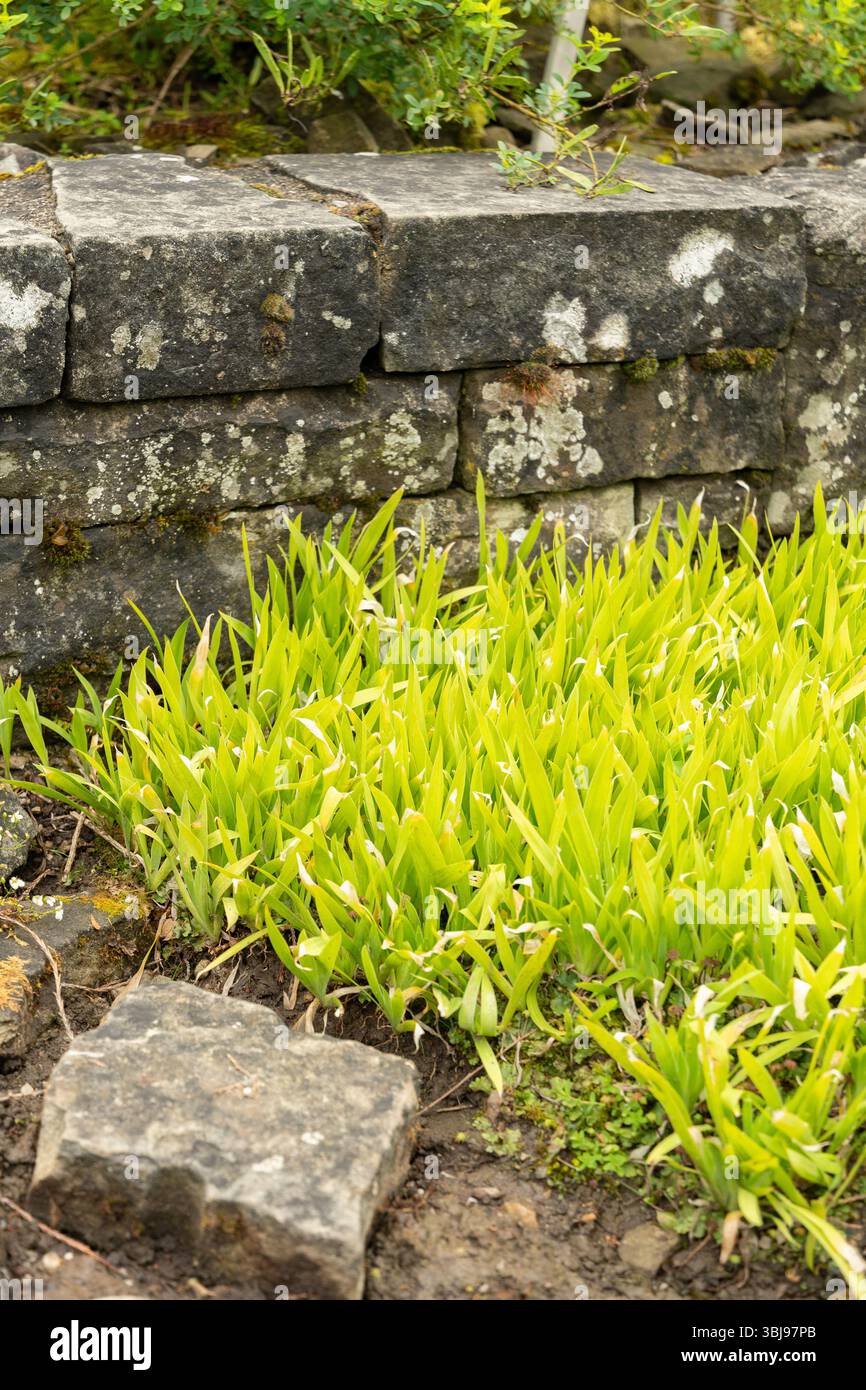 Saint Gallen, Schweiz, 23. Juni 2024 Iris lacustris oder Zwergsee Iris Pflanze im Botanischen Garten Stockfoto