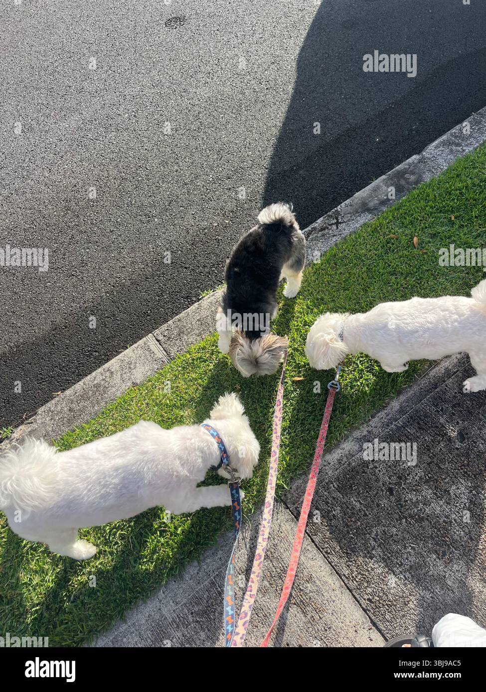 Drei süße kleine Hunde schnüffeln auf einem sonnendurchfluteten Hundespaziergang auf der Insel O'ahu, Hawai'i, USA. - Smartphone-aufgenommenes Stockfoto