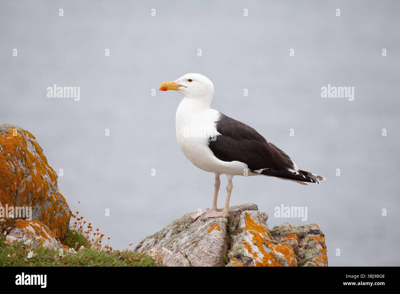 Größere schwarze backed Gull Stockfoto