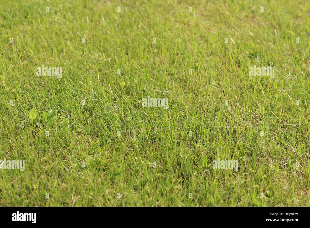 Grünes Gras auf dem Rasen. Gras mit selektivem Fokus. Naturhintergrund. Wiese mit getrimmtem Gras. Sommer Hintergrund. Getrimmte Vegetation auf dem Rasen Stockfoto