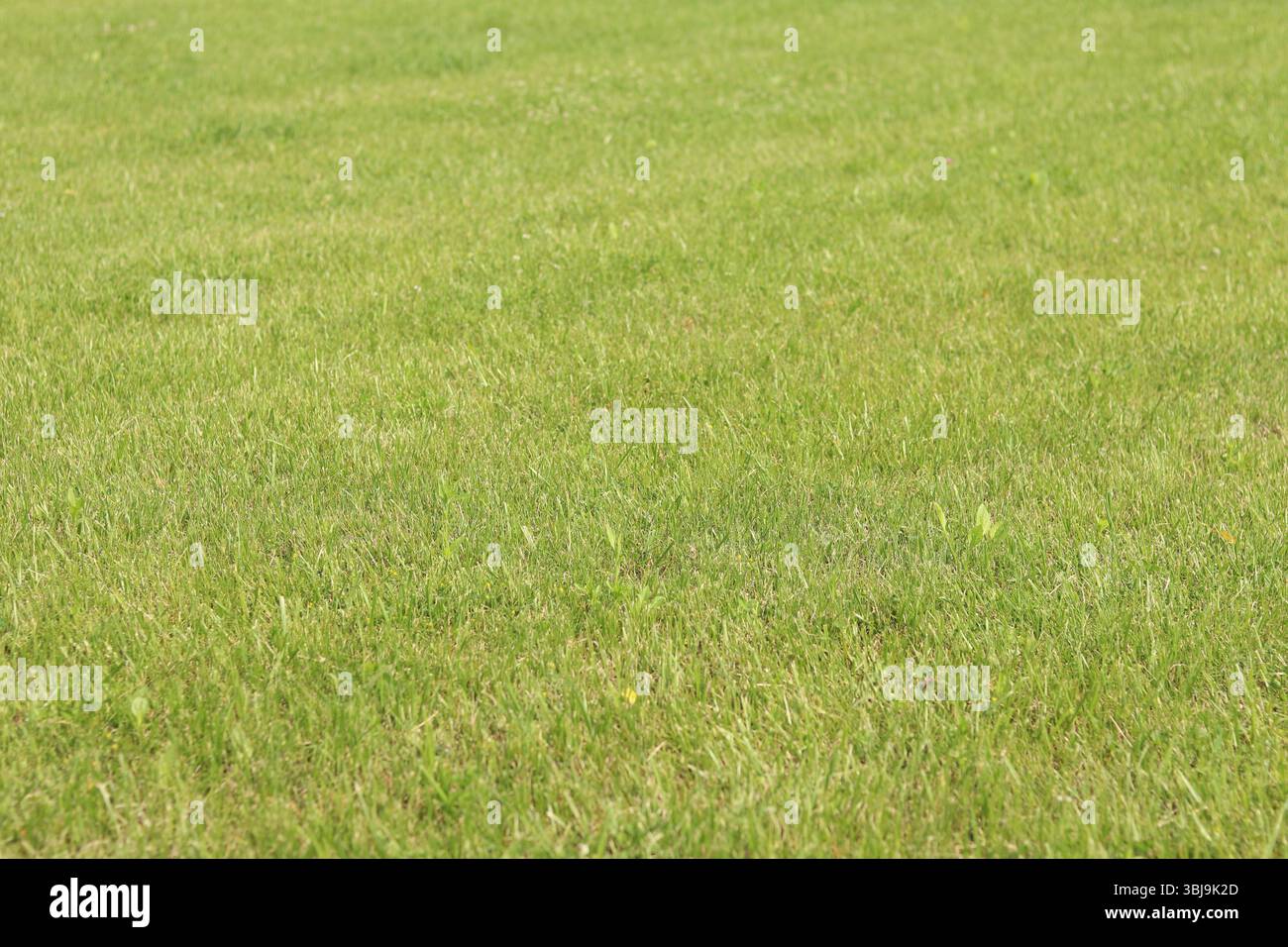 Grünes Gras auf dem Rasen. Gras mit selektivem Fokus. Naturhintergrund. Wiese mit getrimmtem Gras. Sommer Hintergrund. Getrimmte Vegetation auf dem Rasen Stockfoto