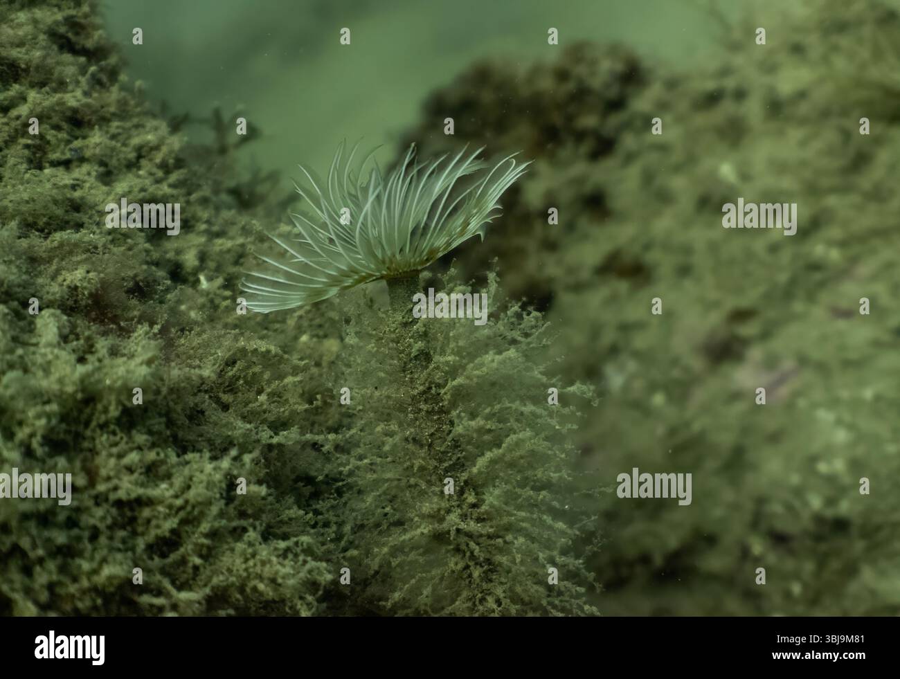 Ein mediterraner Fanwurm (Sabella spallanzanii) in Tarragona, Spanien Stockfoto