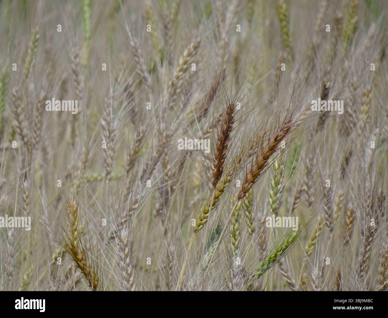 Goldenes Weizenfeld Nahaufnahme mit geringer Tiefe des Feldes Stockfoto