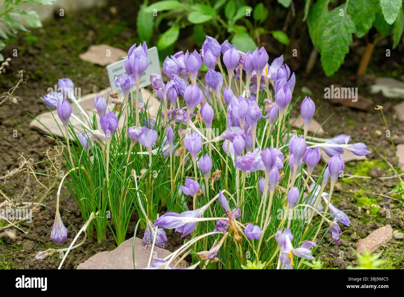 St. Gallen, 3. November 2024 Crocus Goulimyi oder Fall Crocus Pflanze im Botanischen Garten Stockfoto