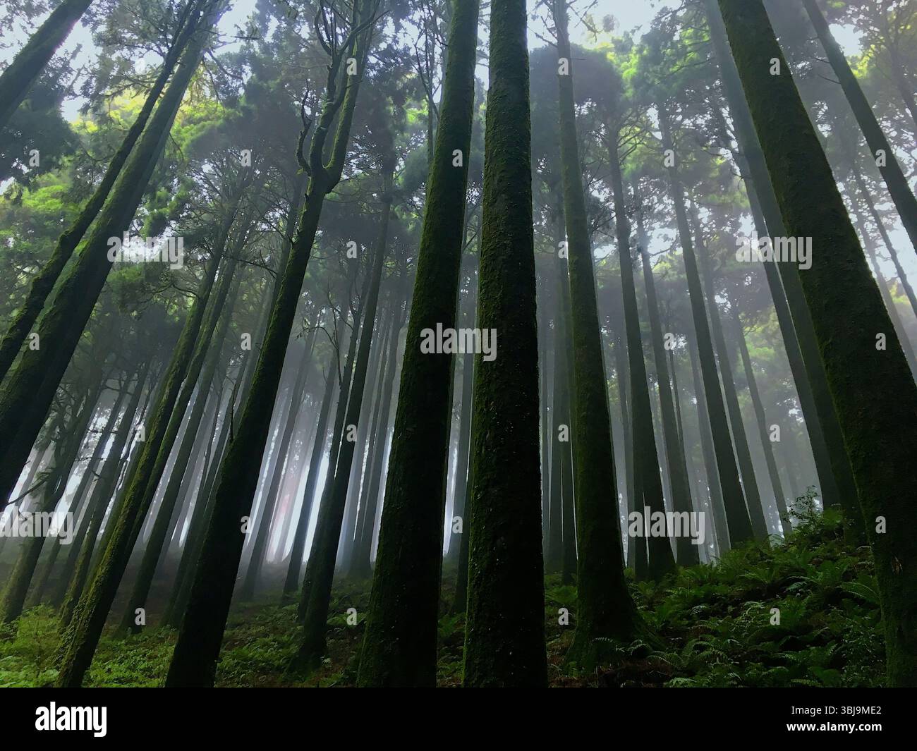 Misty Pine Forest mit hohen Bäumen und Farnunterholz Stockfoto