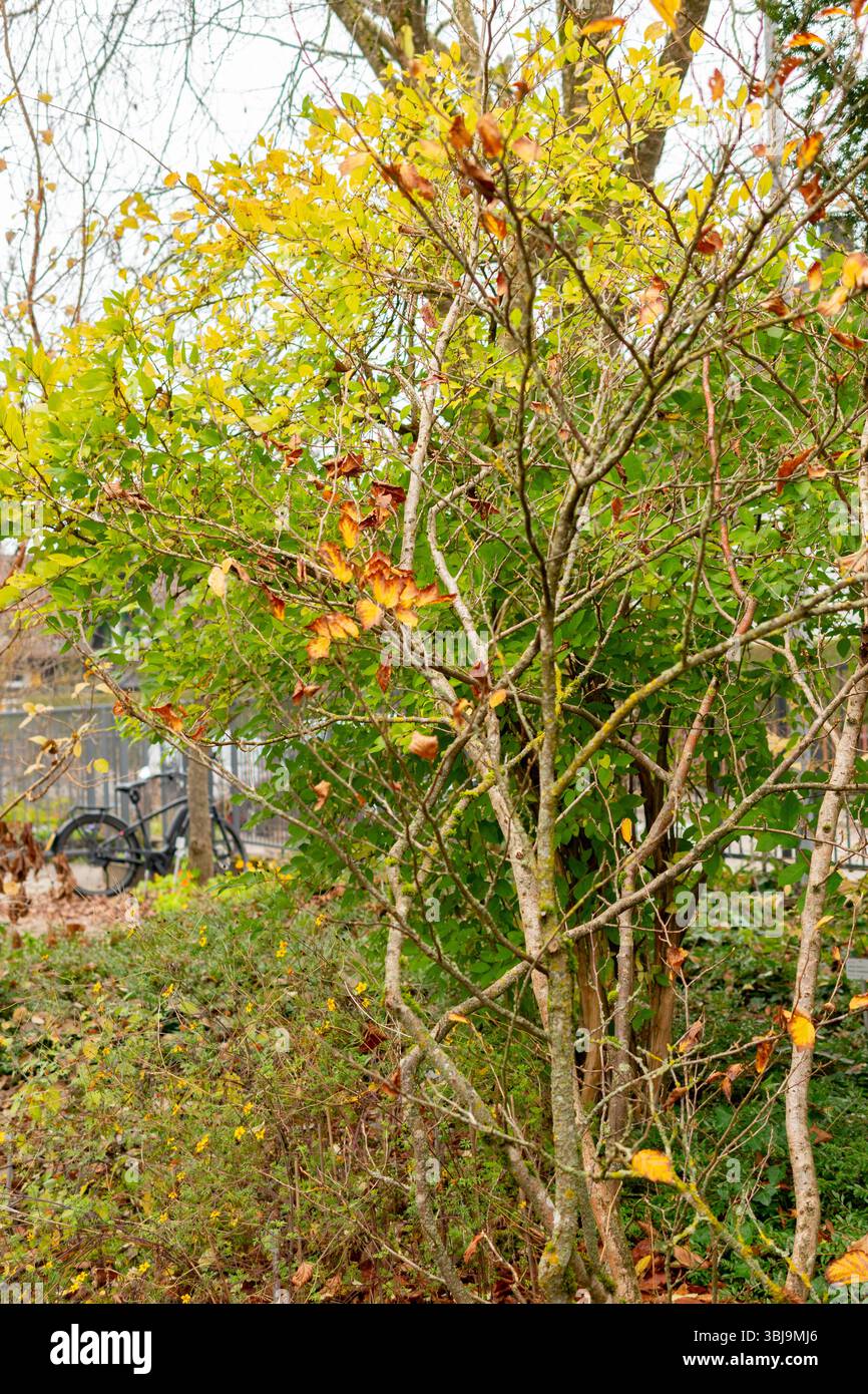 St. Gallen, 3. November 2024 Hamamelis Japonica oder japanische Hexenhamelis Pflanze im Botanischen Garten Stockfoto St. Gallen, 3. November 2024 Hamamelis Japonica oder japanische Hexenhamelis Pflanze im Botanischen Garten Stockfoto
