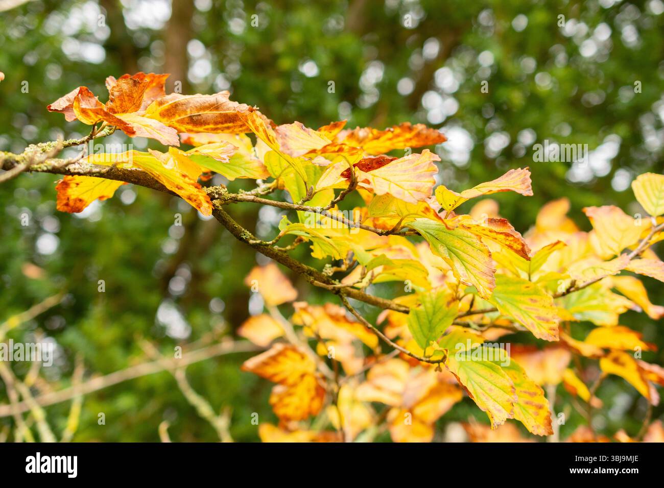 St. Gallen, 3. November 2024 Hamamelis Japonica oder japanische Hexenhamelis Pflanze im Botanischen Garten Stockfoto St. Gallen, 3. November 2024 Hamamelis Japonica oder japanische Hexenhamelis Pflanze im Botanischen Garten Stockfoto