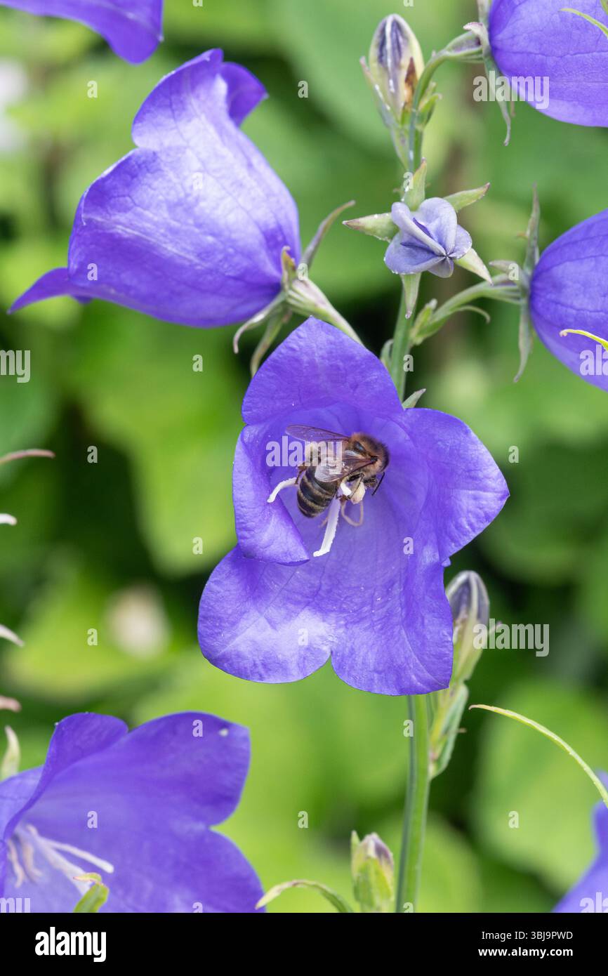 Campanula persicifolia 'caerulea' blüht mit einer Biene, die Nektar ernährt, bestäuberfreundliche Pflanze, England, Vereinigtes Königreich Stockfoto