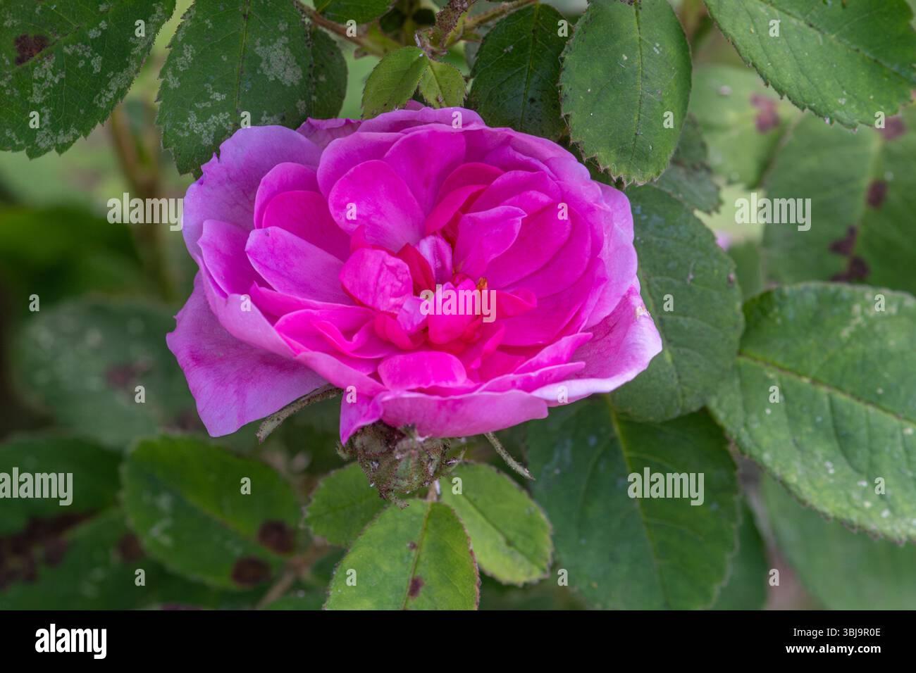 Rosa „Spong“, eine alte Rose mit kleinen Doppelblüten von rosa, blüht im Juni oder Sommer, England, Großbritannien Stockfoto