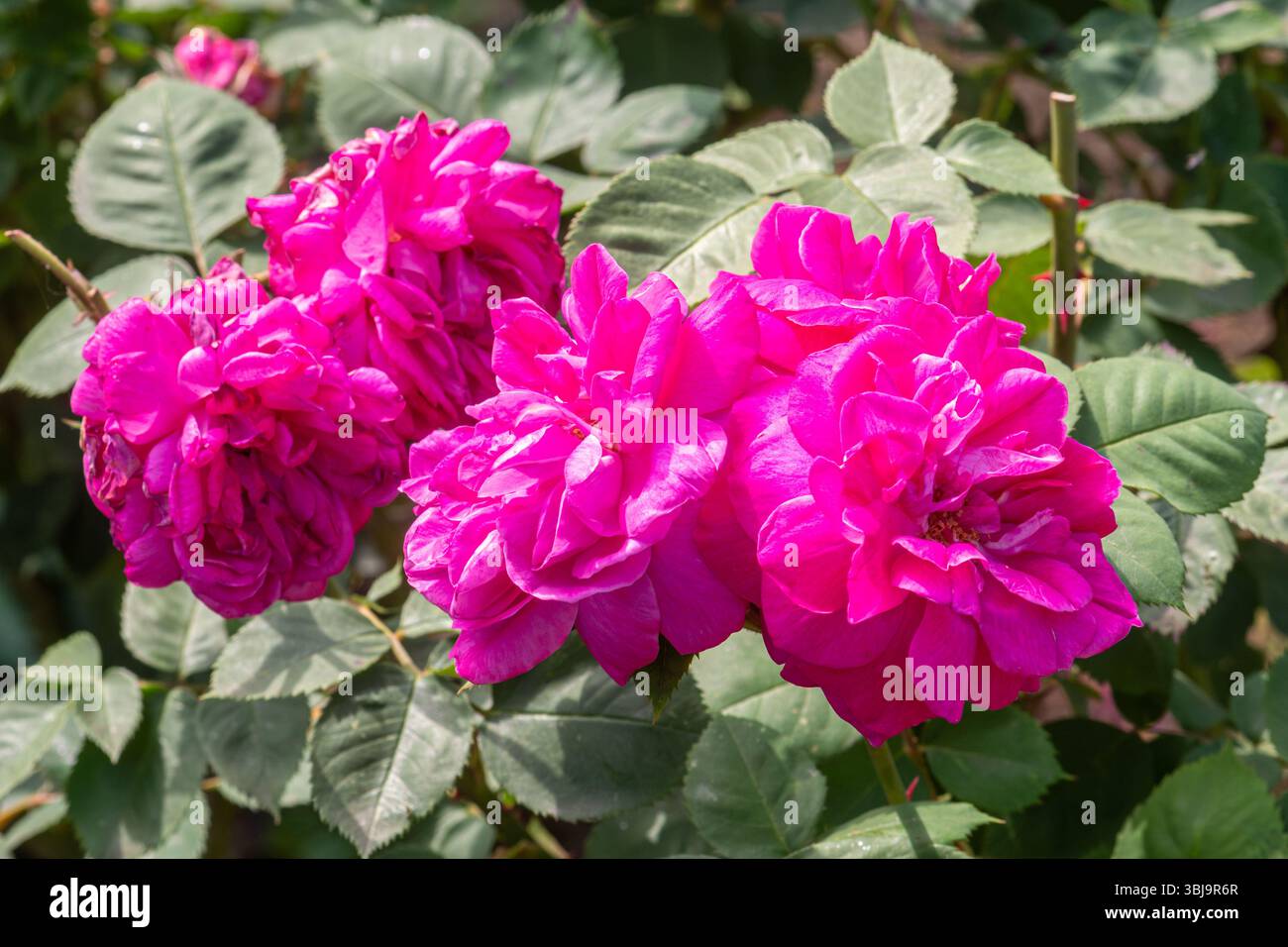 Rosa „Sir Joseph Paxton“, eine alte Rose mit doppelter Magenta-Blüte, die im Juni oder Sommer blüht, England, Großbritannien Stockfoto
