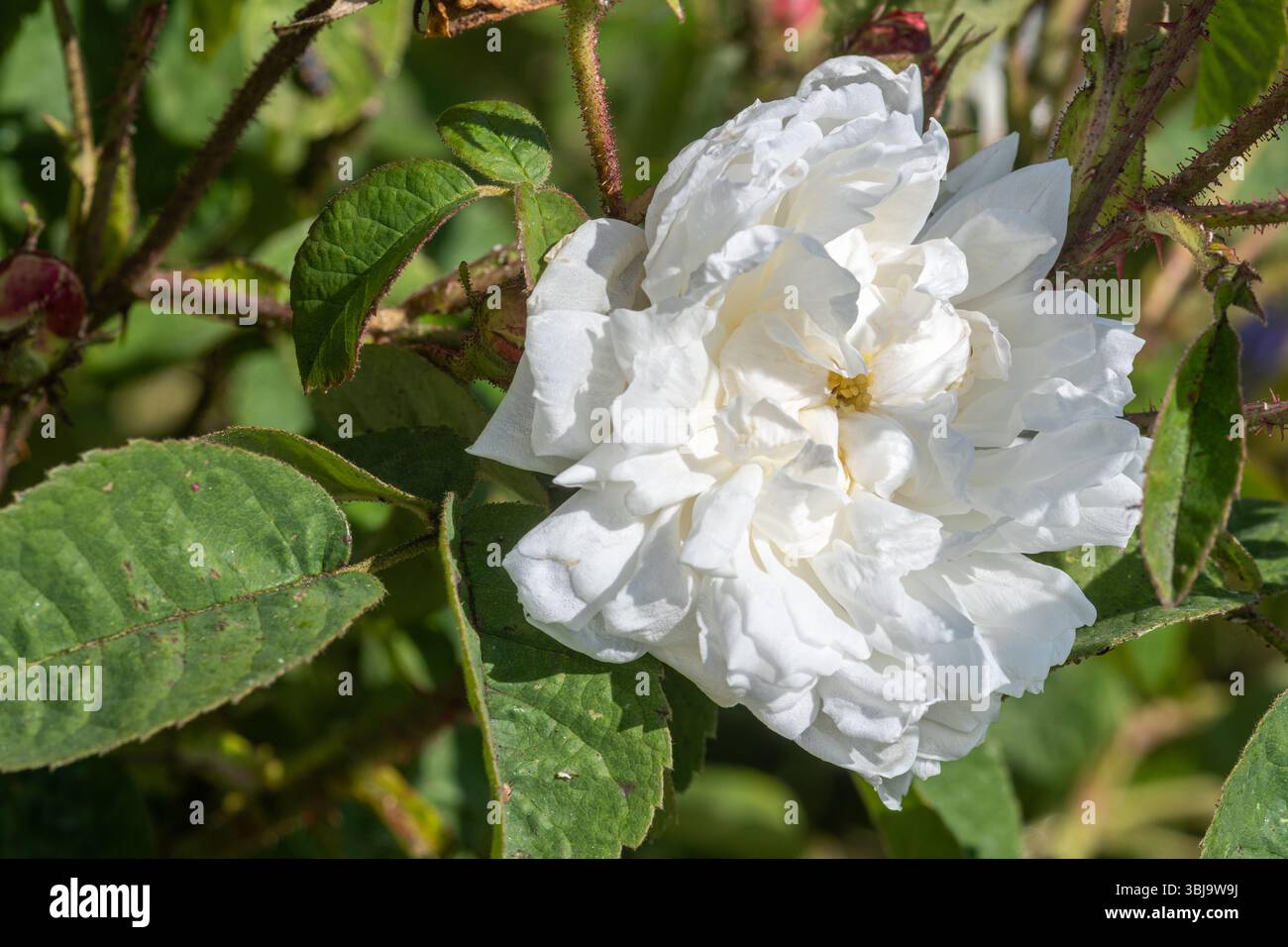 Rosa „Unique Blanche“, die weiße Provence Rose, eine duftende alte Rosensorte mit zarten, reinweißen Papierblüten mit grünen Knopfaugen Stockfoto