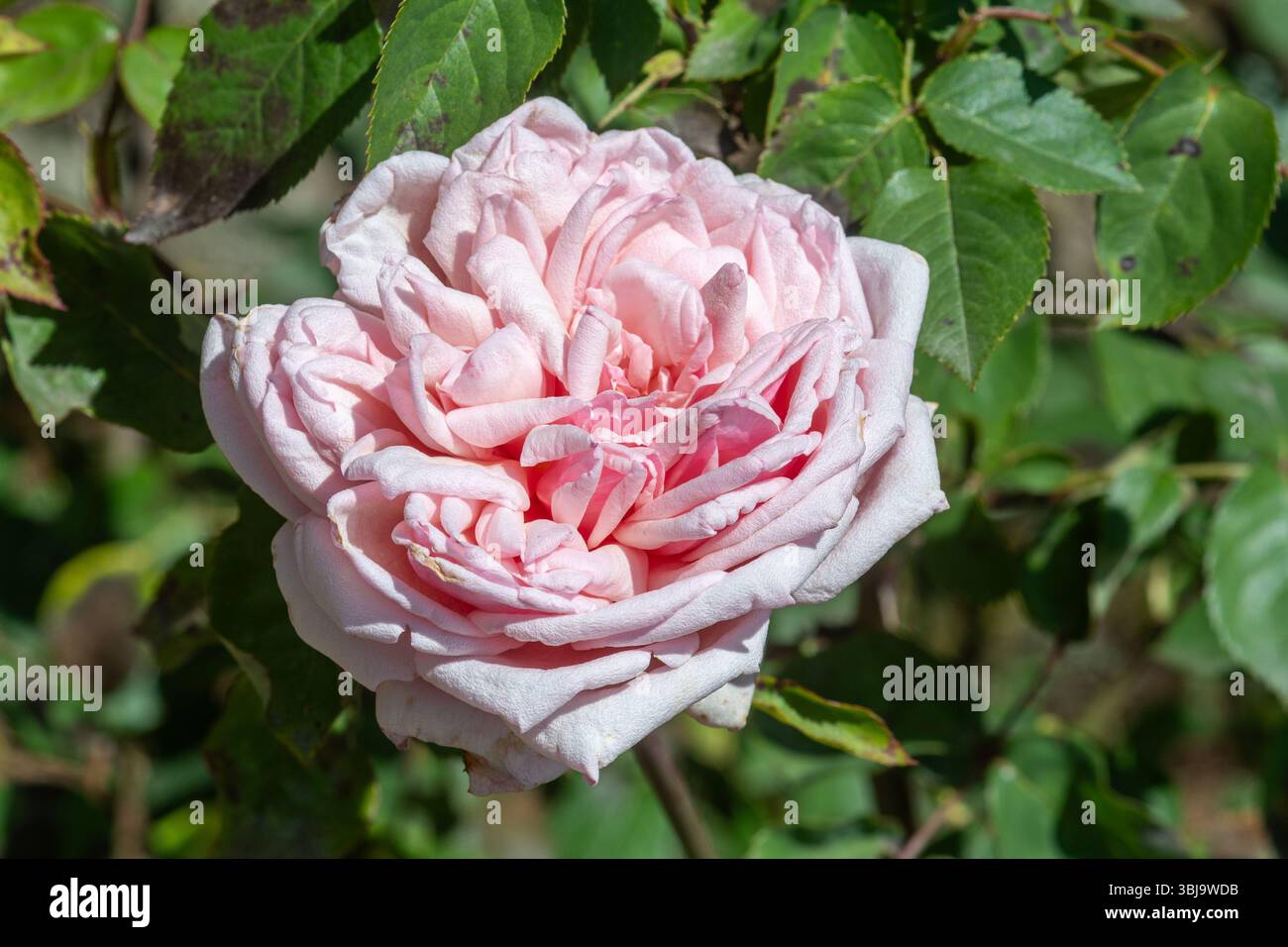 Rosa 'Triomphe du Luxembourg', alte Teerose mit vollständig doppelten blasslachsrosa Blüten, blüht im Juni, England, Vereinigtes Königreich Stockfoto