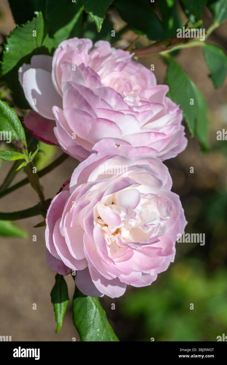 Rosa 'Madame Pierre Oger', alte Gartenrose mit blassrosa voll doppelten Blüten, blühend im Juni, England, Großbritannien Stockfoto