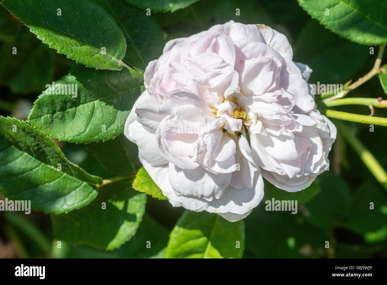 Rosa 'Duchesse de Montebello', alte Rose mit vollständig doppelten Blüten in reinem rosa, blühend im Juni, England, Großbritannien Stockfoto