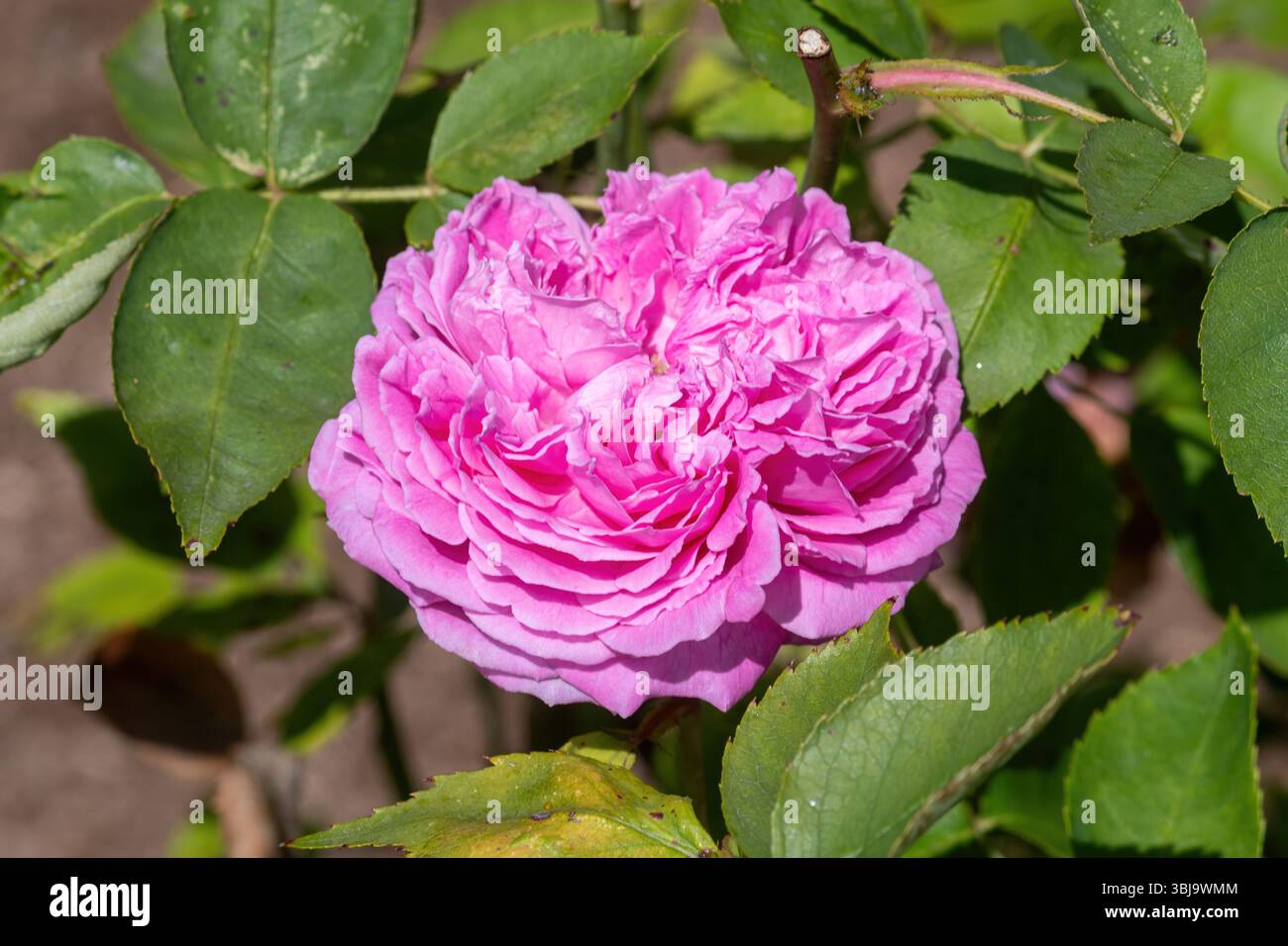Die Provence Rose, Rosa x centifolia, mit rosa Blüten im Juni oder Sommer, England, Großbritannien Stockfoto