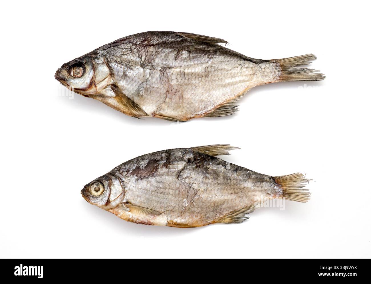 Der getrocknete Fisch auf farbigem Hintergrund. Stockfoto